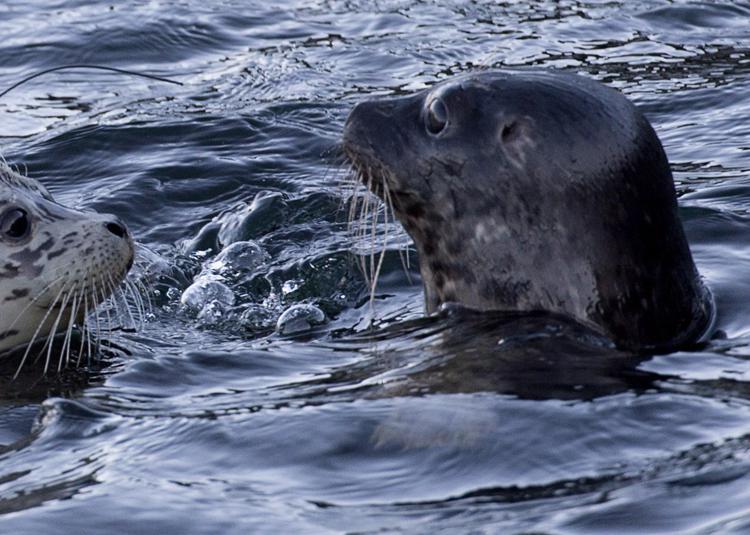 Canada, foche uccise dal virus H5N1: studio allarma gli scienziati