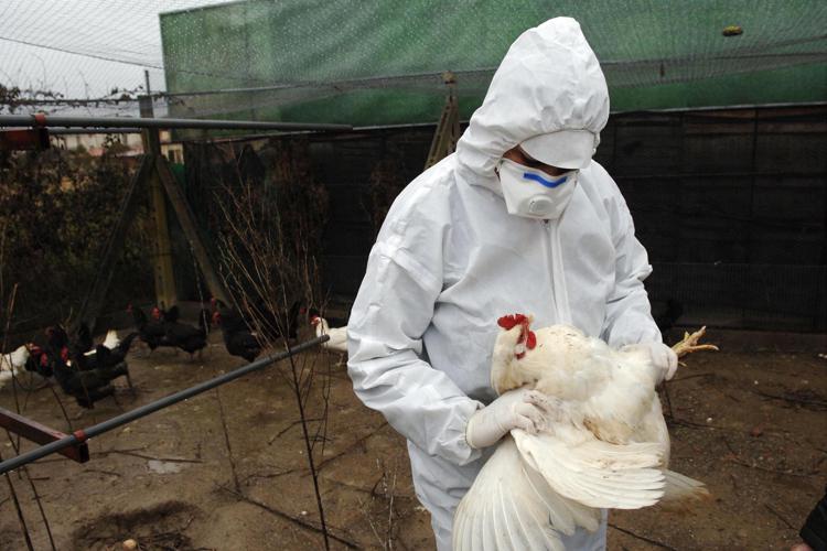 Bird flu, first demise from H5N2: Mexico denies WHO