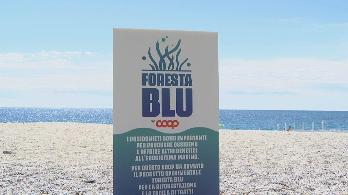 Al via 'Foresta Blu', nuova campagna Coop per protezione praterie di Posidonia