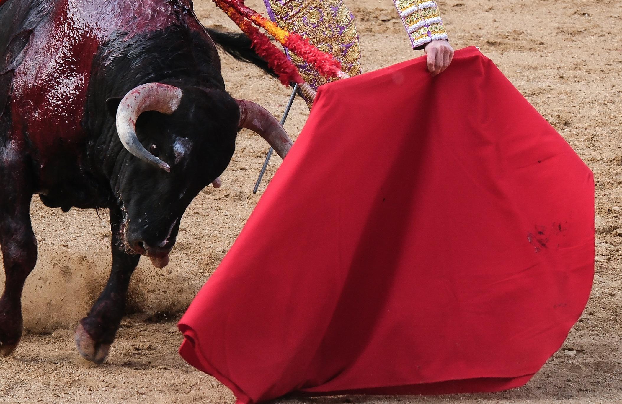 Il toro incorna il toreador - paura alla corrida 