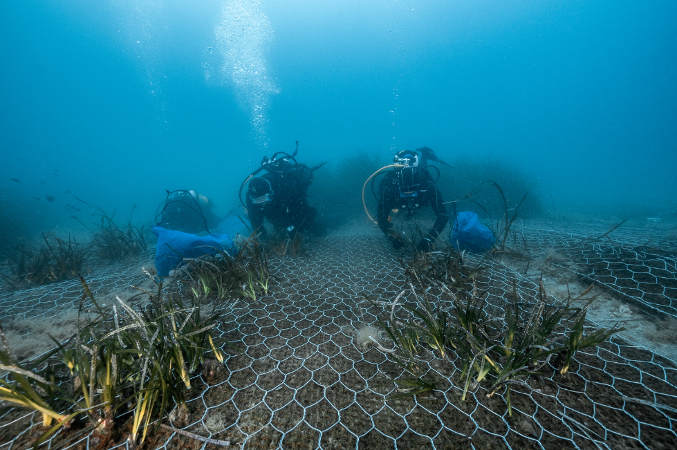 Findus al lavoro con One Ocean Foundation per preservare gli ecosistemi marini