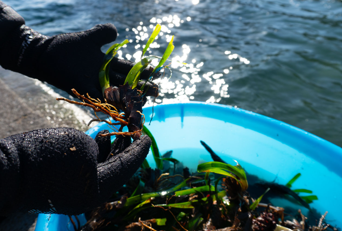 Findus e One Ocean Foundation partner per la riforestazione marina