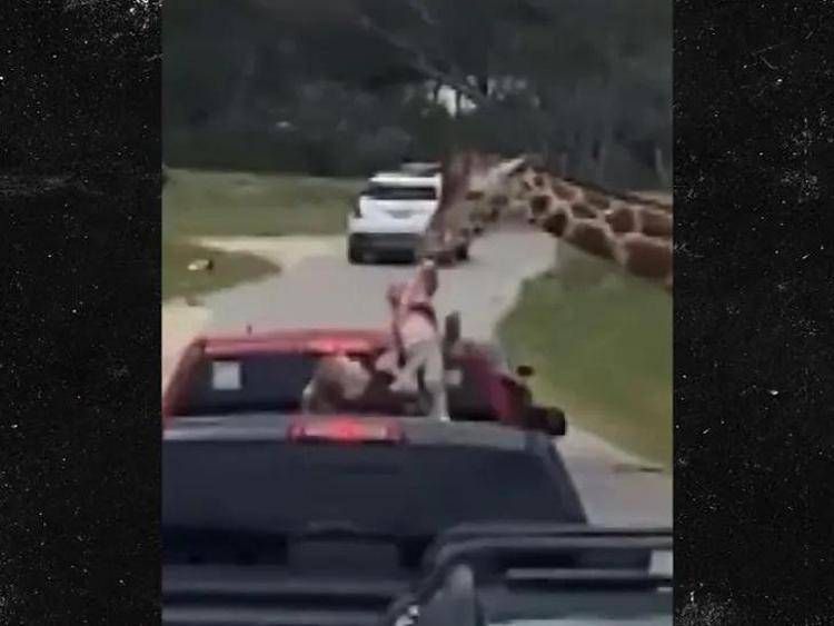 Giraffa afferra e solleva bimba durante un safari