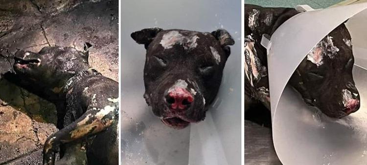 Cane bruciato vivo - padrone non potrà più avere animali: ordinanza sindaco Palermo