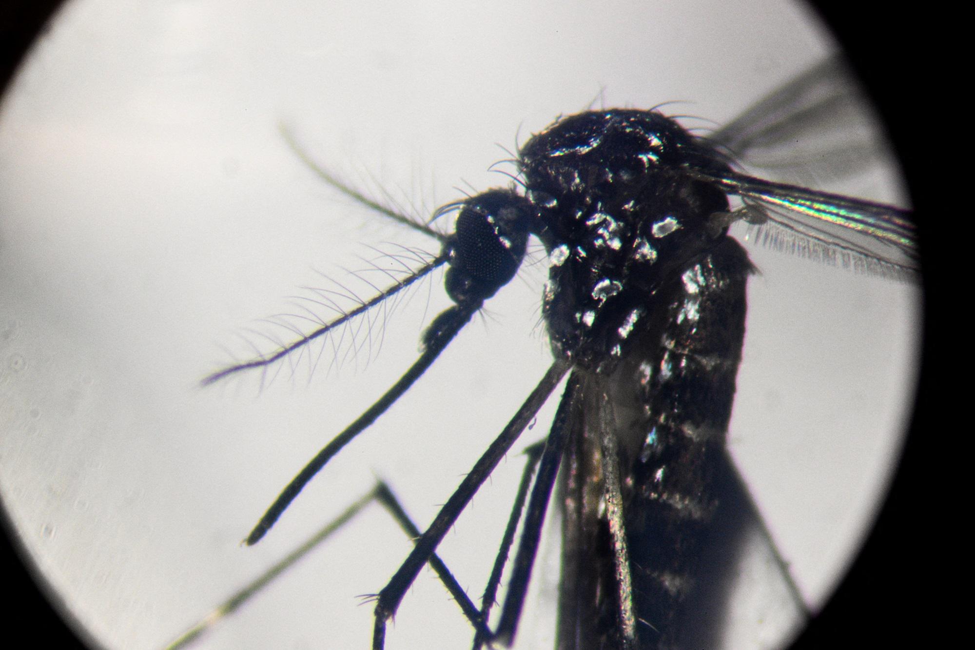 Dengue - Iss: in Italia 259 casi da inizio anno - tutti importati