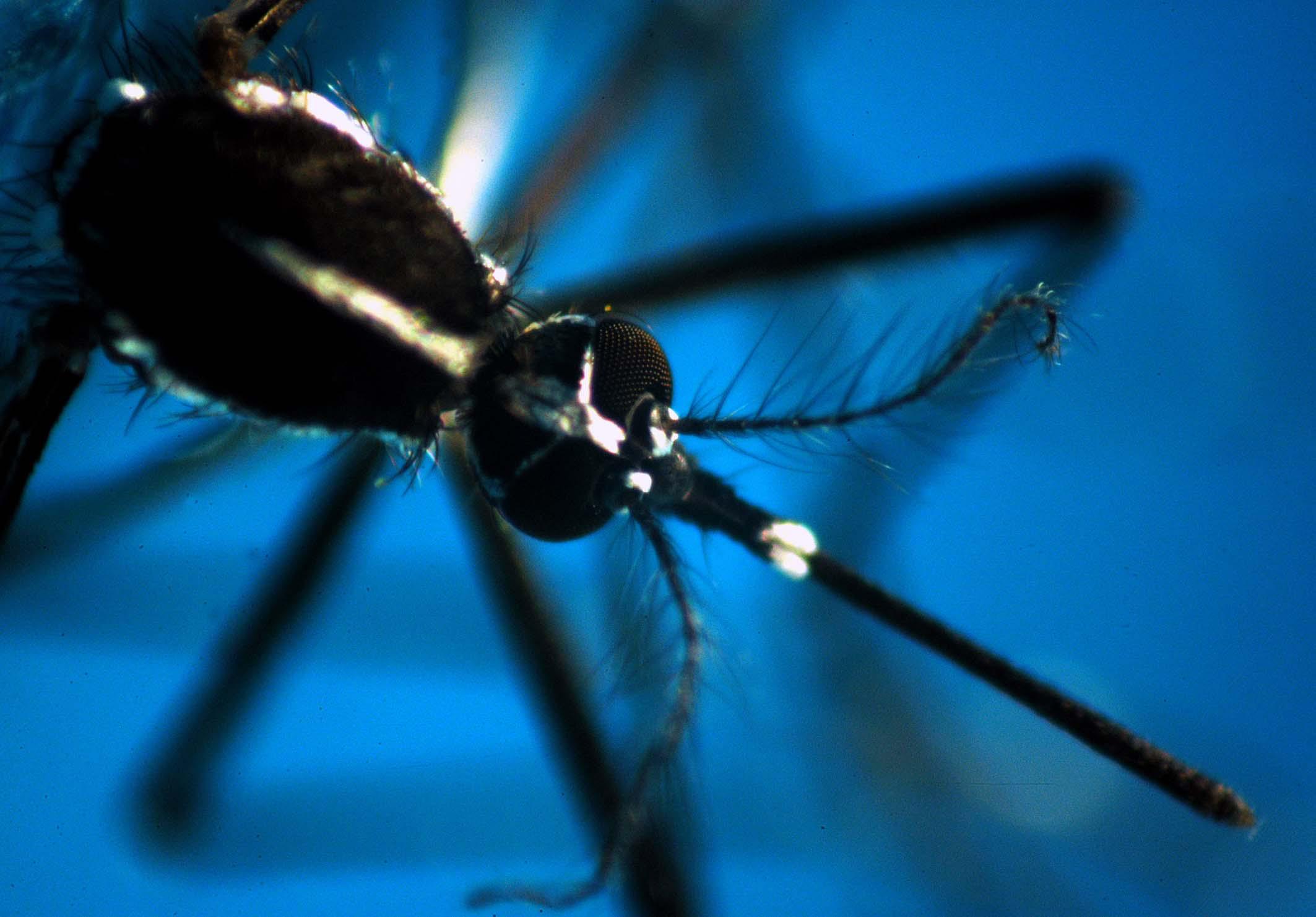 Dengue - epidemia record in 2024: negli Usa alert ai medici