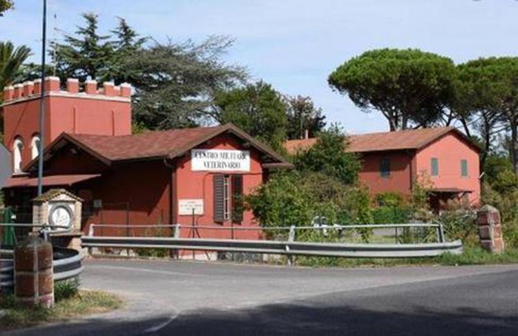 Cemivet Grosseto, per l'Esercito senza trasferimento cavalli risparmi per oltre 1,5 milioni