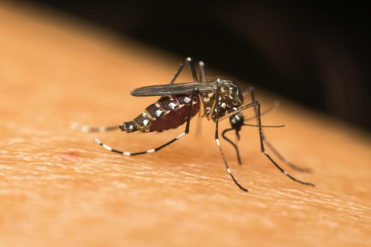 Zanzara vettore della Dengue - 

