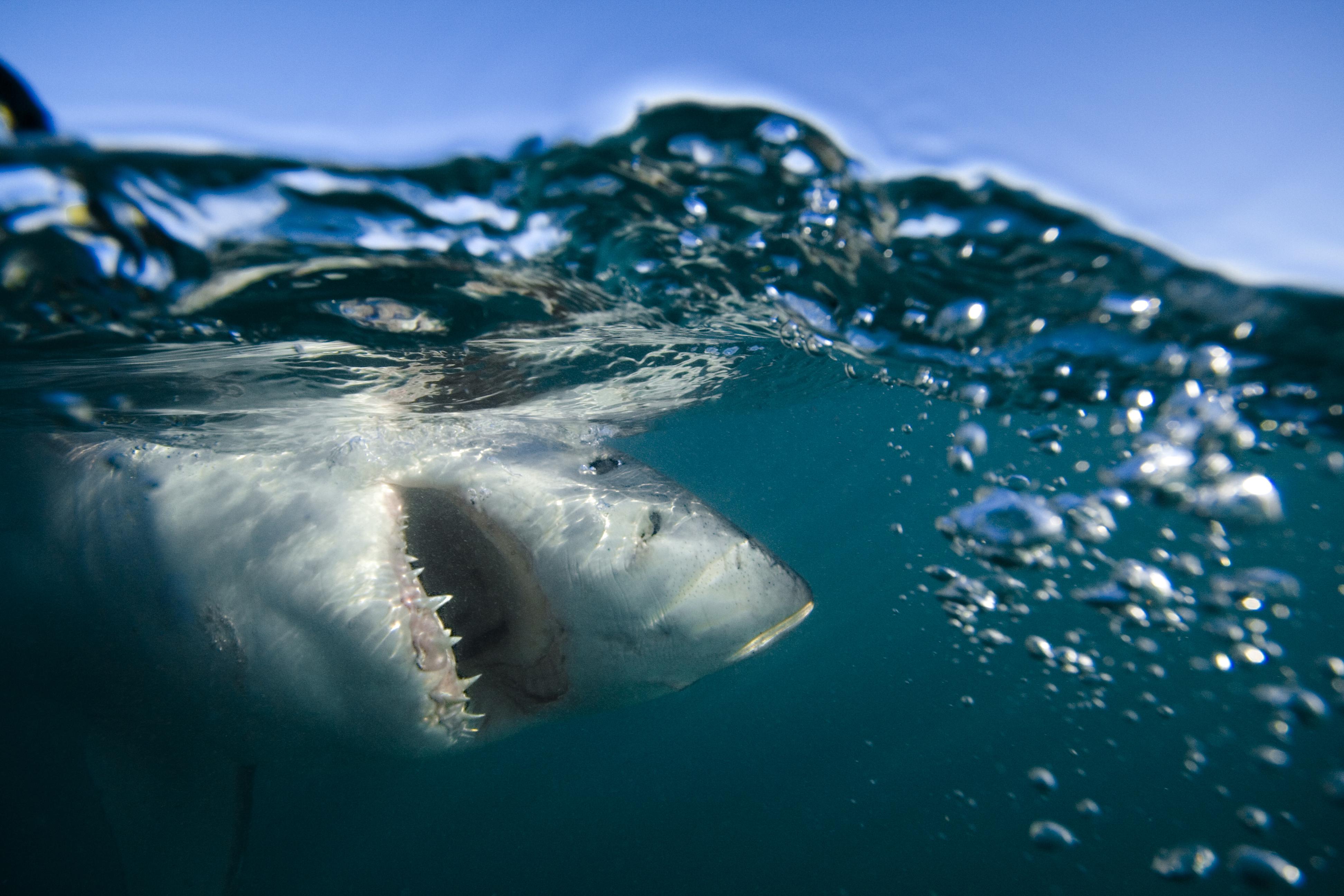 Come sopravvivere a un attacco di squalo - O meglio ancora - come evitarlo del tutto