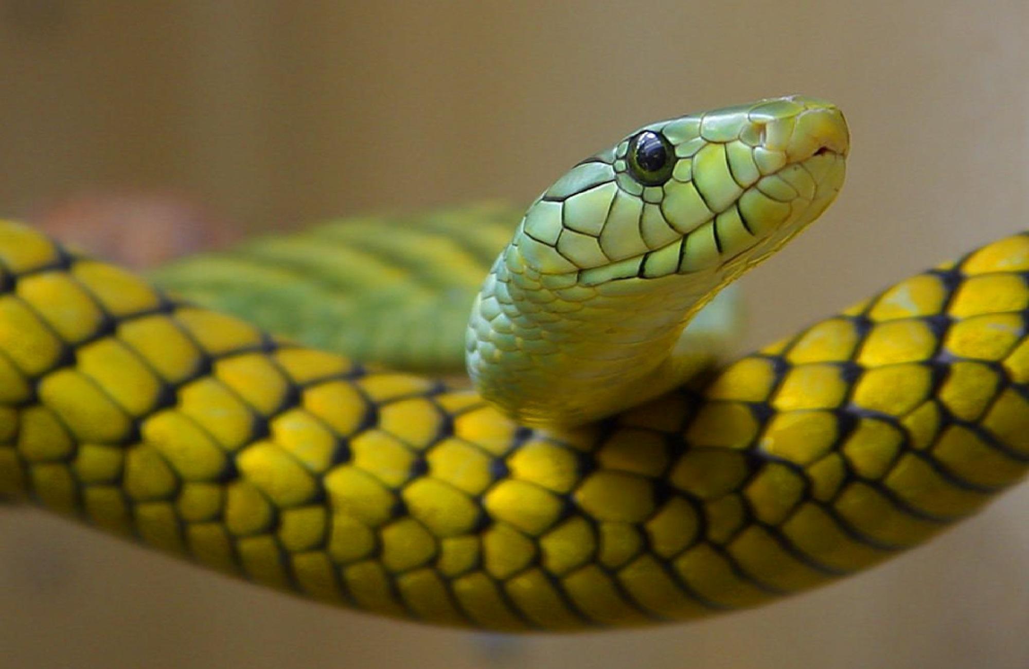 Cina - trovato con 100 serpenti vivi nel pantaloni: arrestato