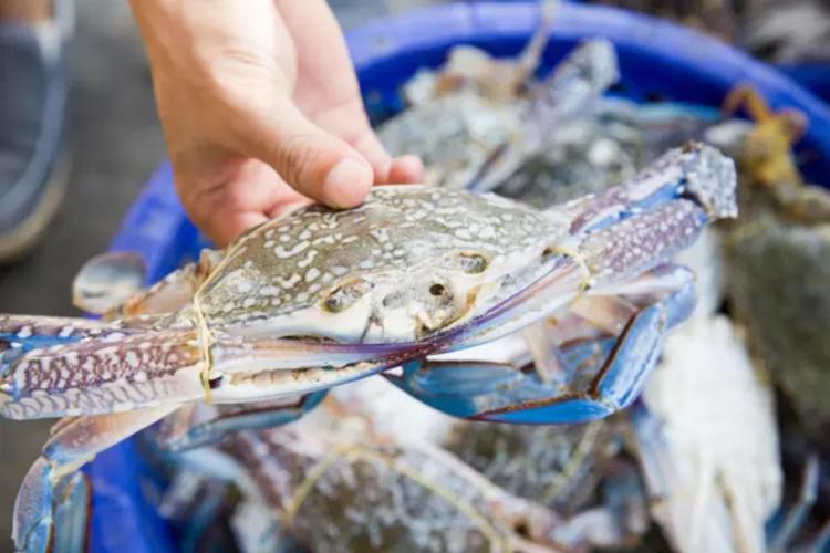 Pesca: tra granchio blu e vermocane pescatori 'al palo', attività ridotta con picchi dal 70 al 100%