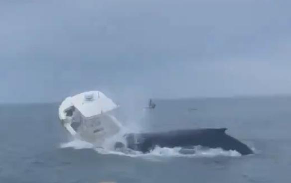 Balena attacca barca di pescatori - due volano in mare 