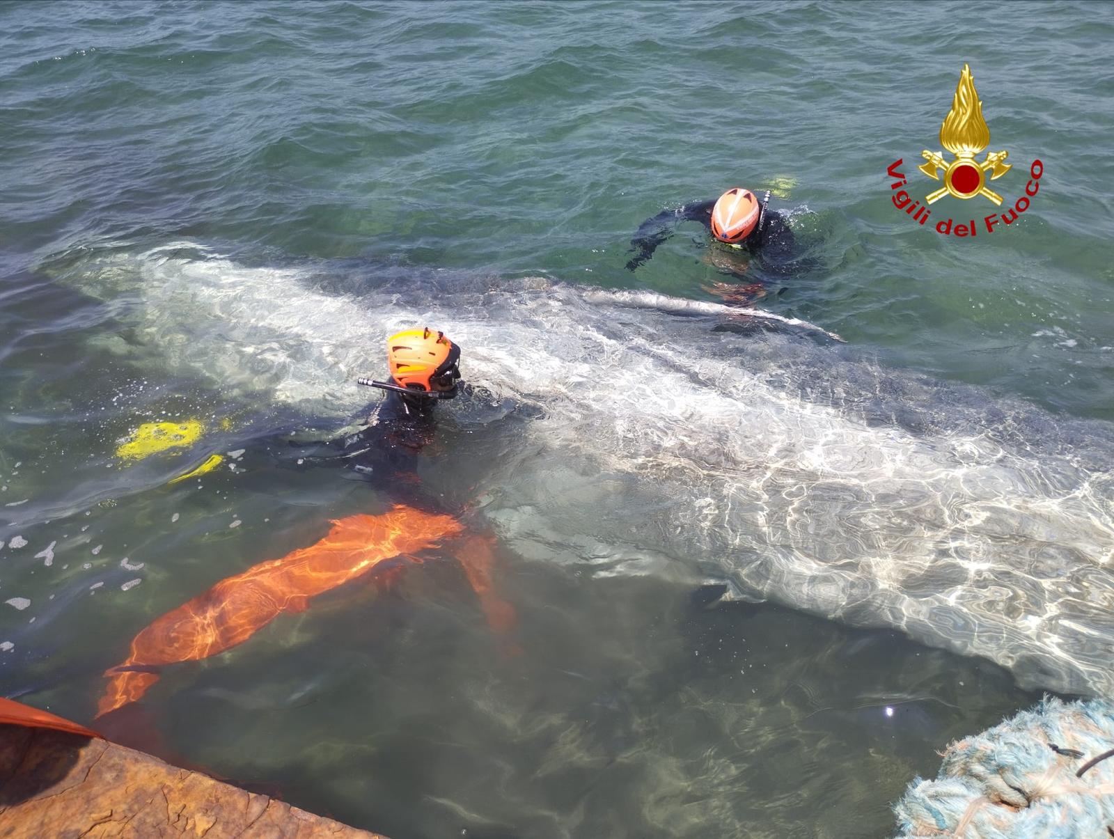Talamone - recuperato il corpo della balenottera morta nel porto