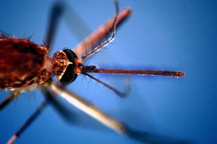 Una zanzara - (Fotogramma)