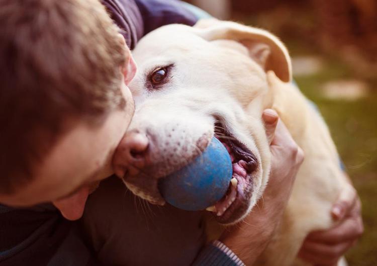 Un cane in casa? L'esperto: 