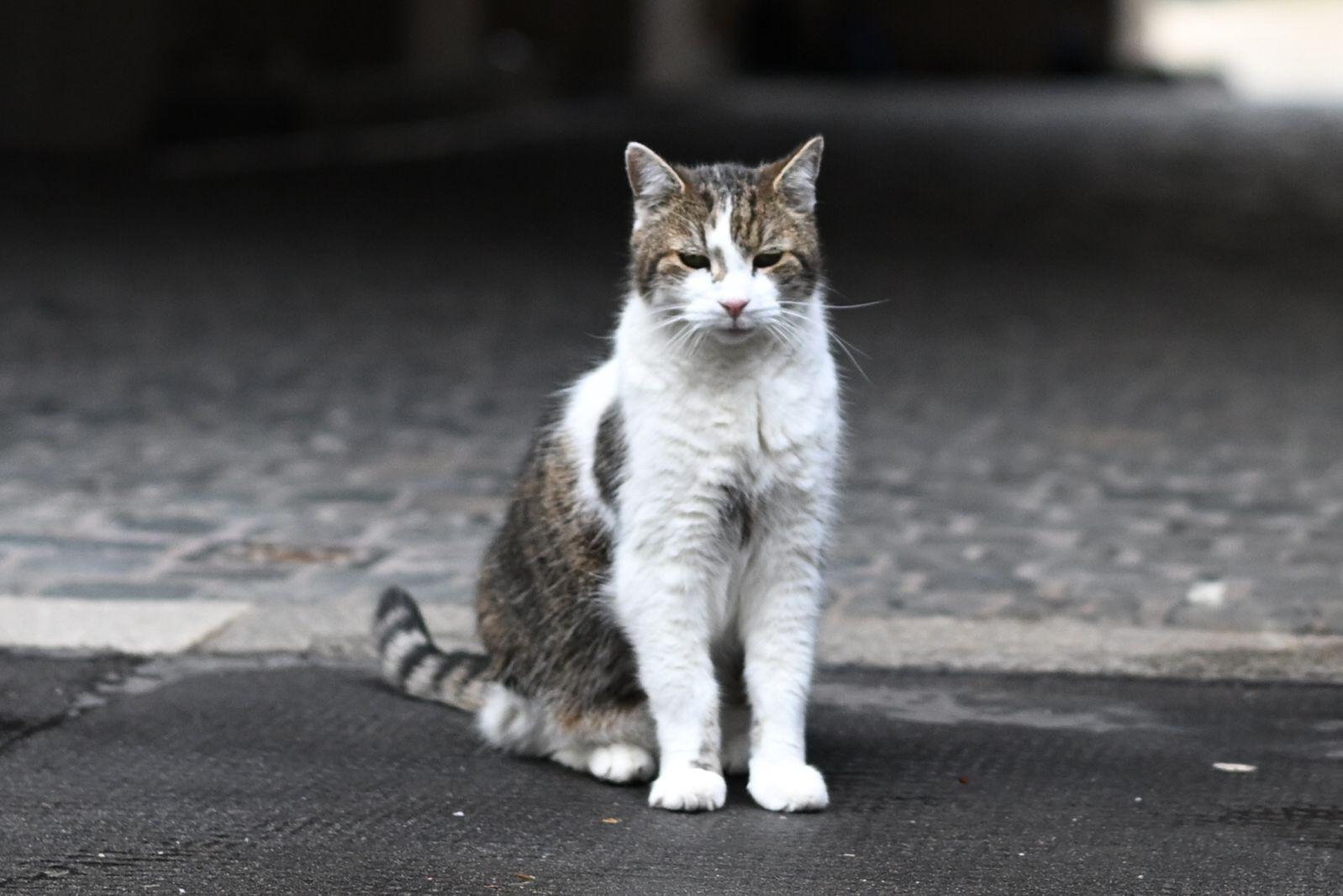 Giornata internazionale del gatto - cos