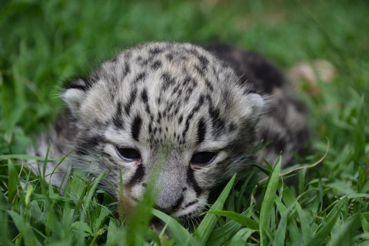 Bergamo, fiocco rosa a parco Le Cornelle: è nata una cucciola di leopardo delle nevi