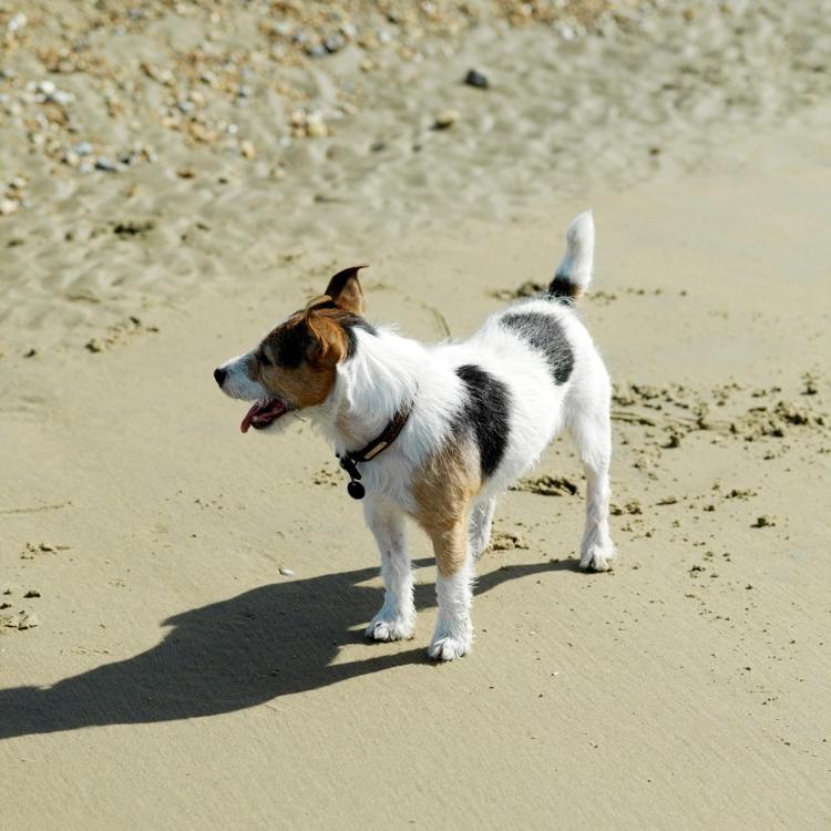 Cane in spiaggia -   