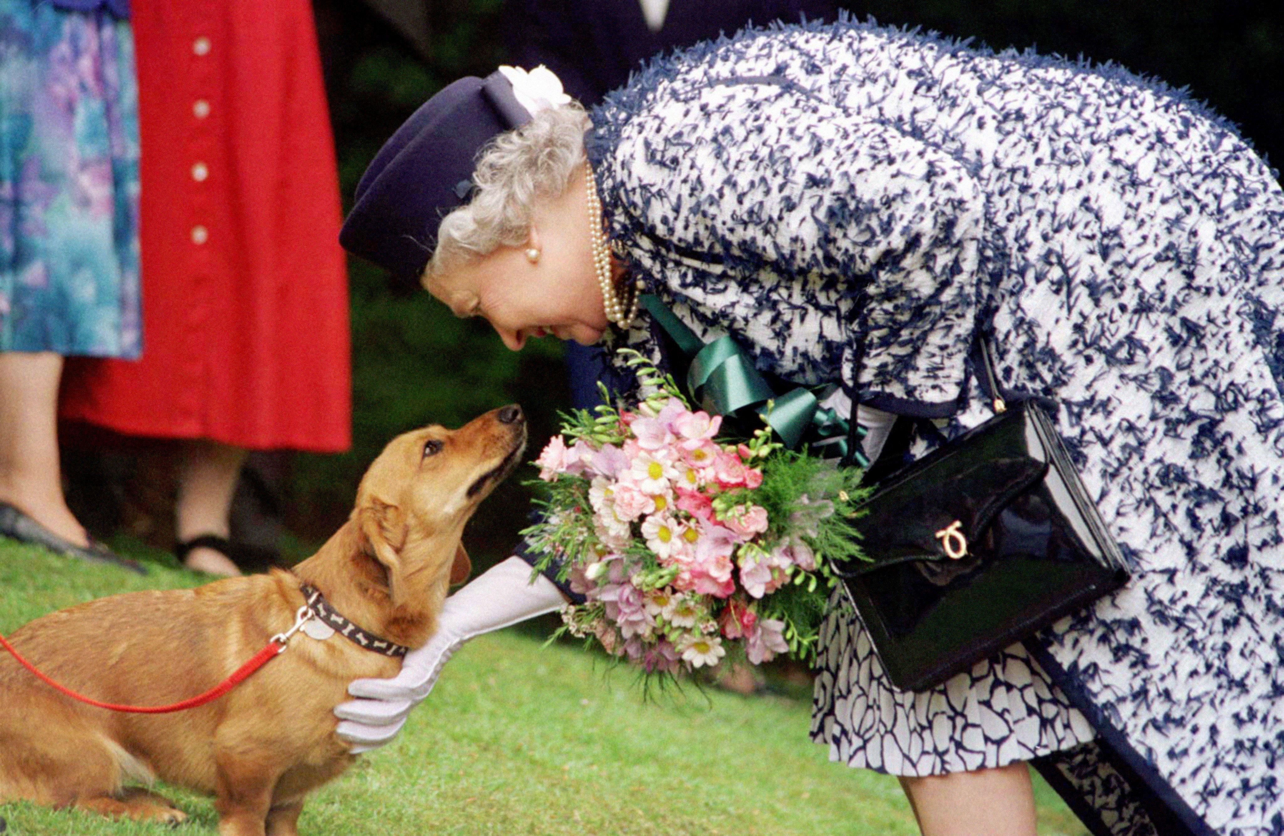 Dai Corgi di Elisabetta al Teckel di Margrethe - cani passione reale