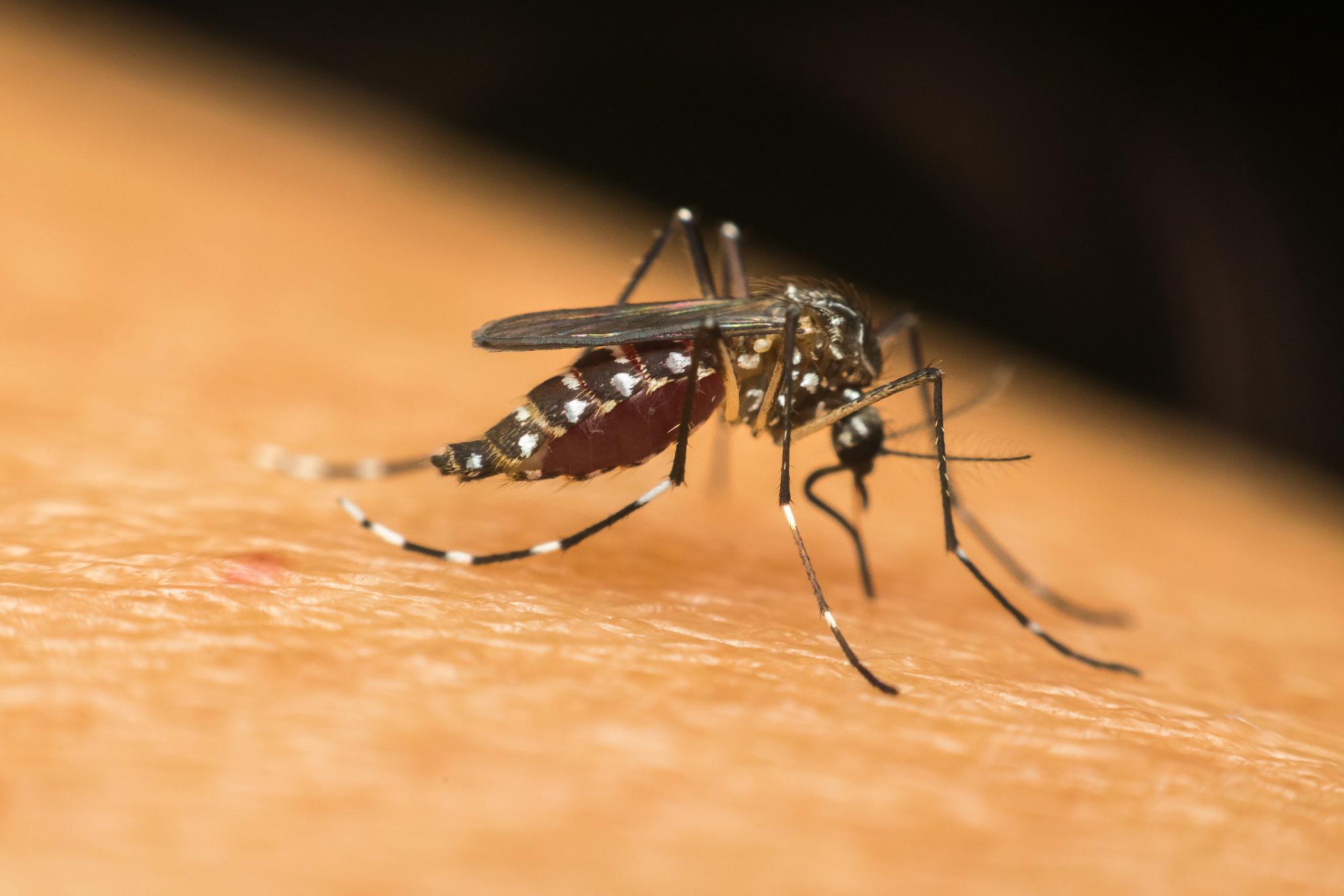 dengue caso