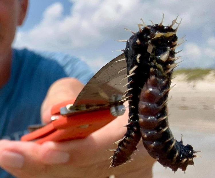 Un verme velenoso (foto Harte Research Institute for Gulf of Mexico Studies)