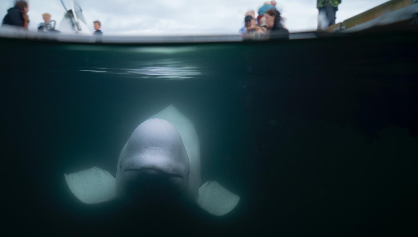 Norvegia - trovata morta Hvaldimir: la balena beluga presunta 