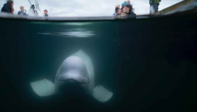 Hvaldimir, la balena beluga presunta 'spia' della Russia - (Foto Maine Mind)