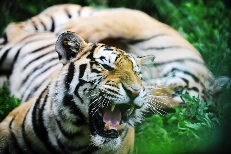 Tigre tenta di sbranare l'addestratrice, panico al parco divertimenti