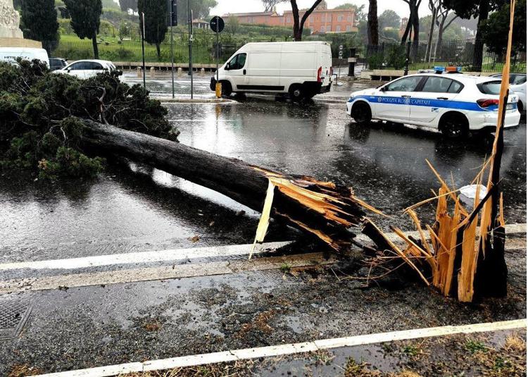 Un albero abbattuto