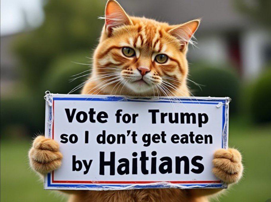 US, cat memes are spreading on social media: “Don’t let us eat, vote for Trump”