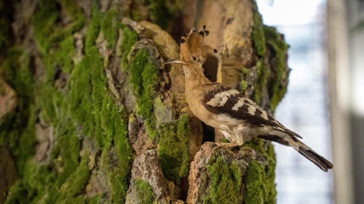 Milano-Bicocca e Museo di storia naturale insieme per la mostra “Viaggio intorno a un albero”