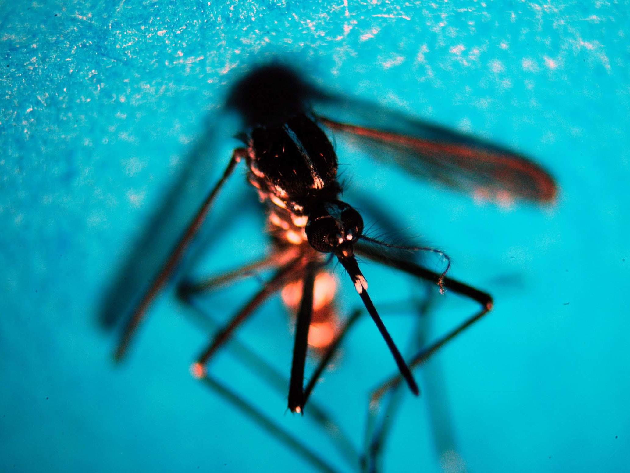 West Nile - 51 nuovi casi in una settimana: salgono a 16 i morti