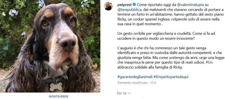 Roma, è caccia ai ladri che hanno ucciso Ricky: il cocker spaniel inglese gettato dal sesto piano dopo tentata rapina