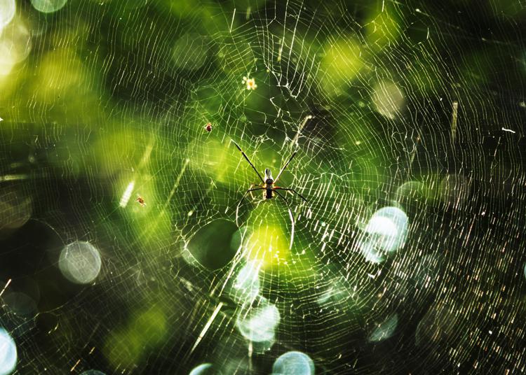 Un ragno e la sua tela (Foto )