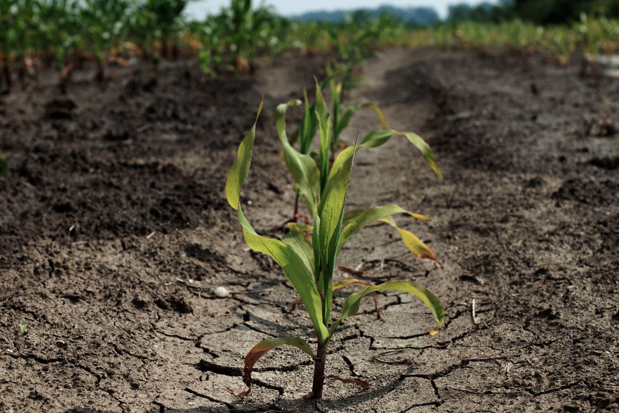 Agricoltura: lo studio - 5 lezioni dalla risposta al cambiamento climatico