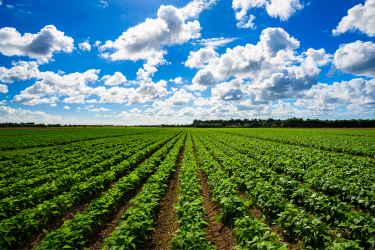 Agricoltura, Farming for Future: su quella biologica bene monito Corte dei Conti europea