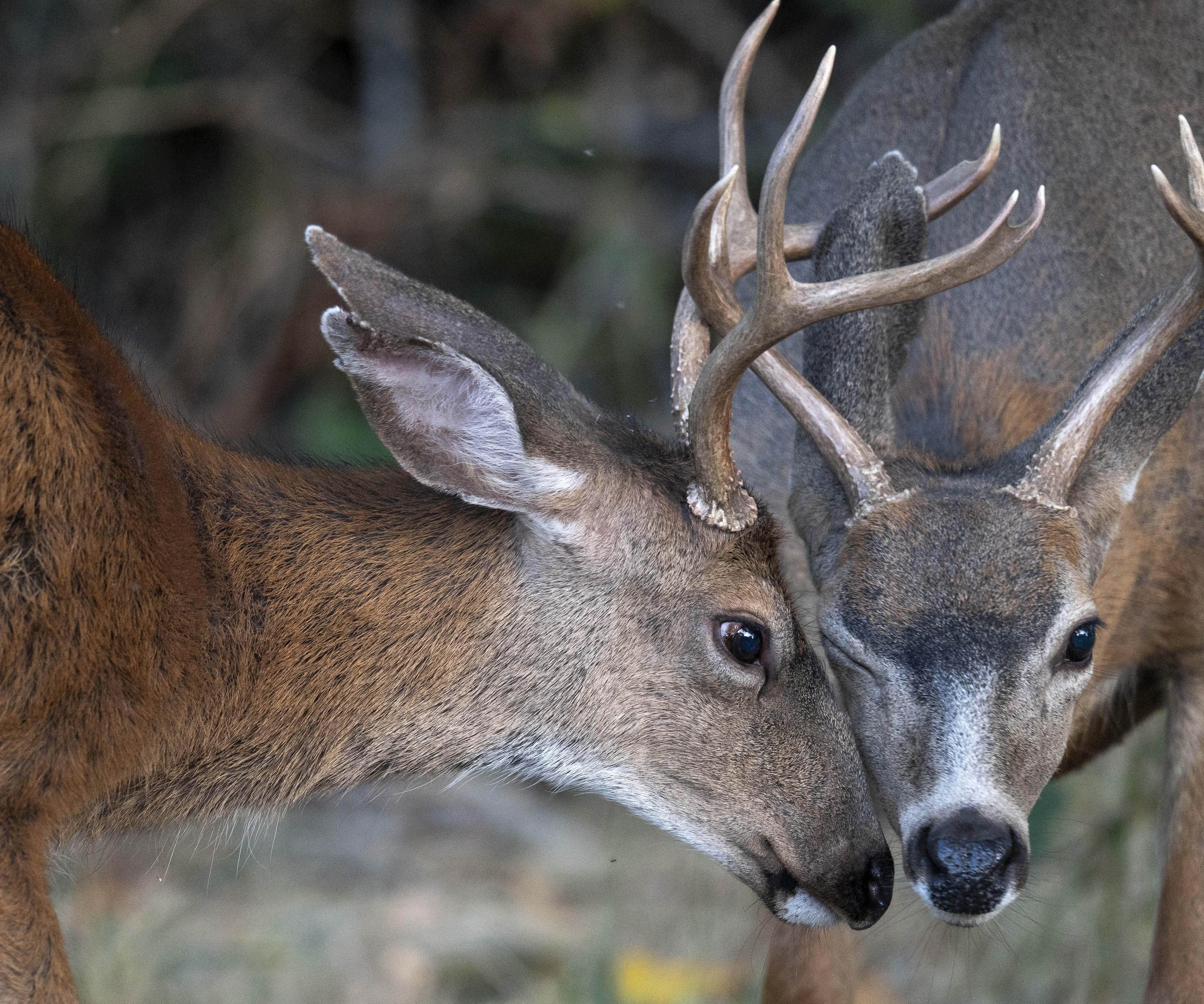 Caccia ai cervi sospesa in Abruzzo fino al 7 novembre: vittoria per gli animalisti