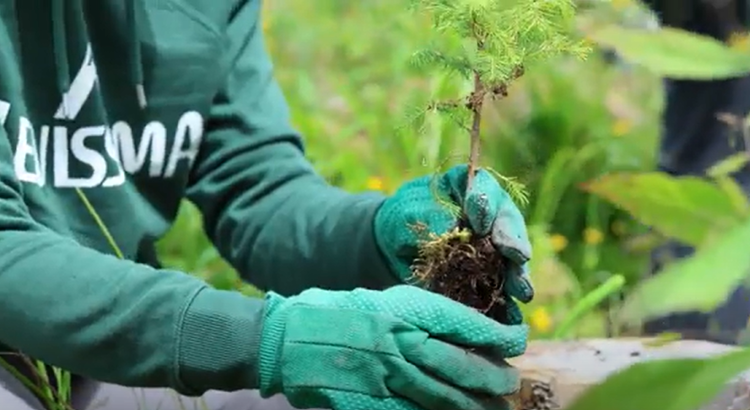 Inaugurata Foresta Levissima, progetto di riforestazione in Val di Fiemme