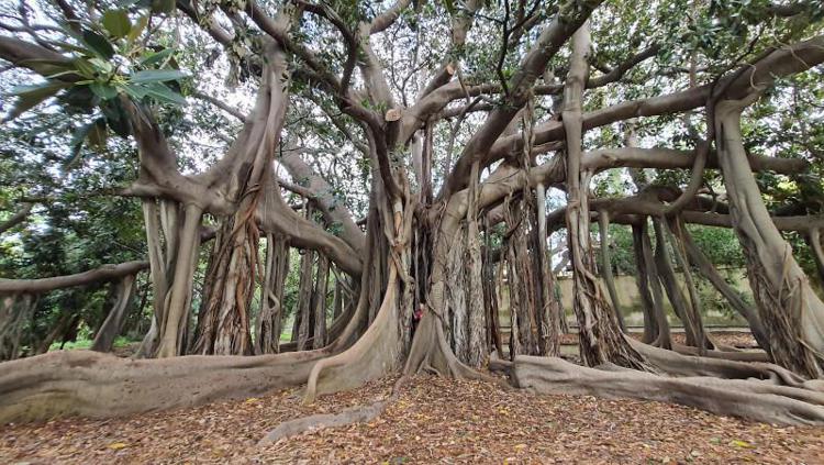 Il ficus radicato nell’Orto botanico di Palermo con una chioma dal diametro di circa 50 metri. (foto Masaf)