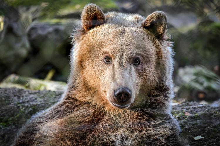 Un vero orso - Fotogramma /Ipa