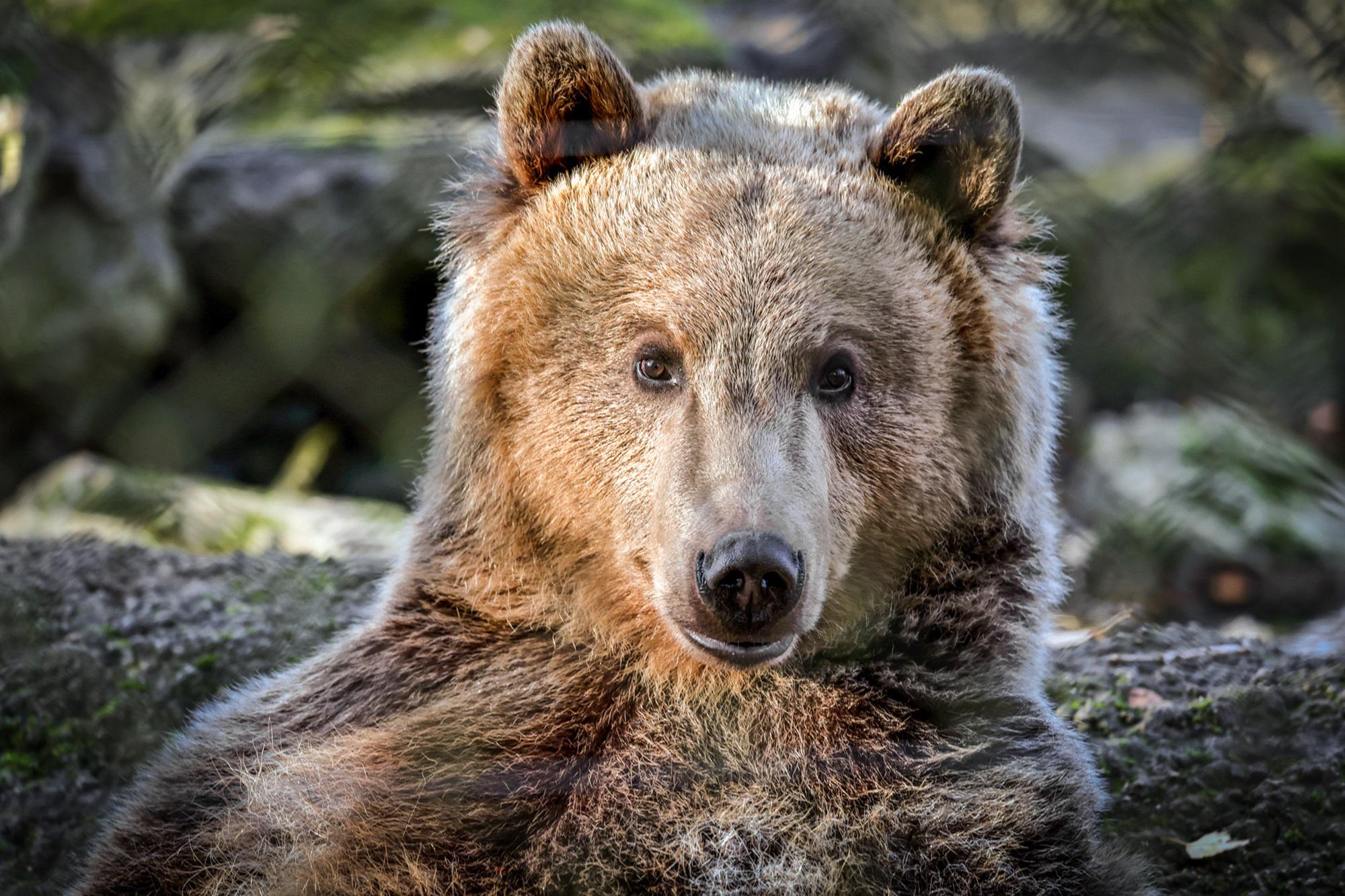 Disguised as bears to defraud insurance, the absurd fraud in the USA