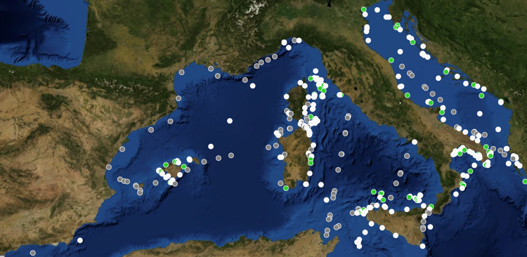 Milano-Bicocca lancia la mappa interattiva delle foche monache nel Mediterraneo