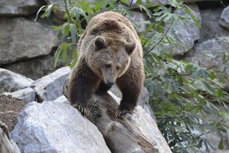 Trento, abbattuto nella notte l'orso M91: 