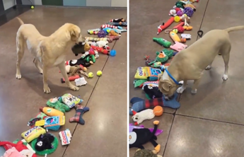 Cani senza una famiglia scelgono un regalo di Natale donato dai volontari, il video vira