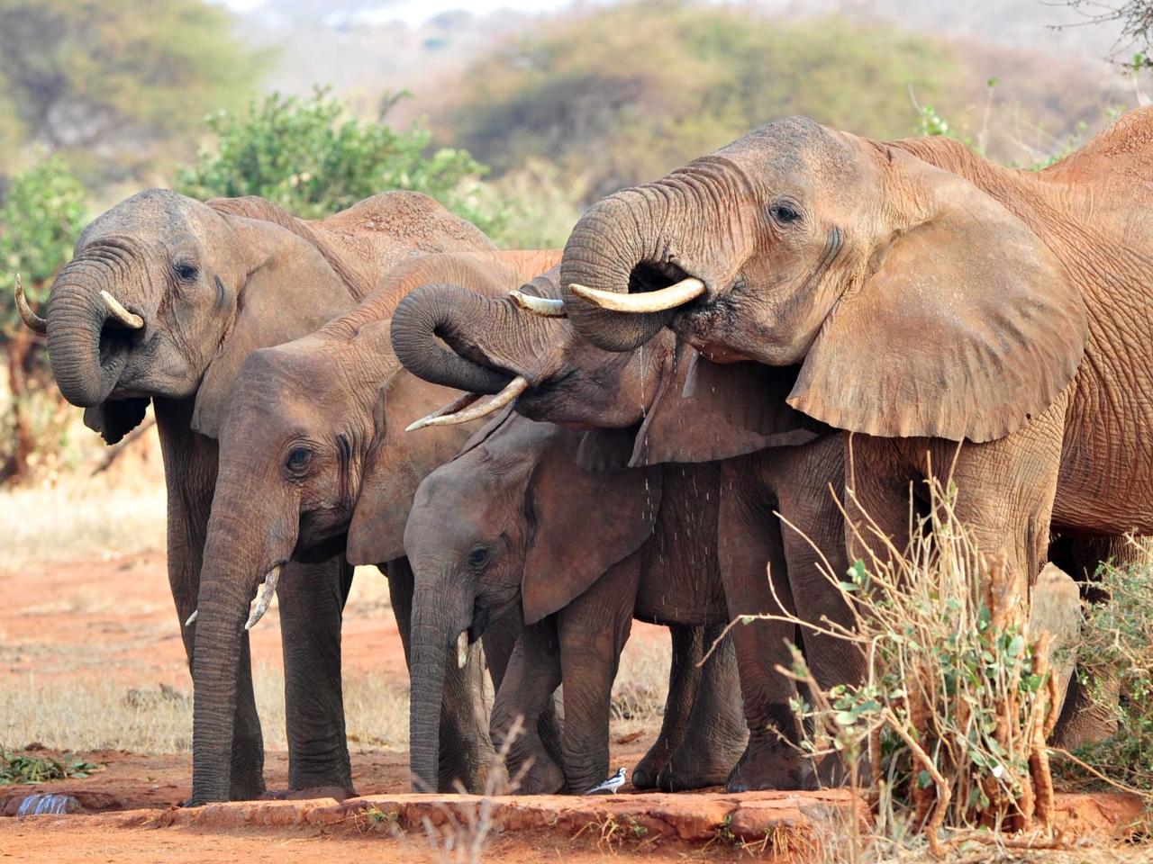 Wild elephants enter a village and destroy a house, leaving a woman dead