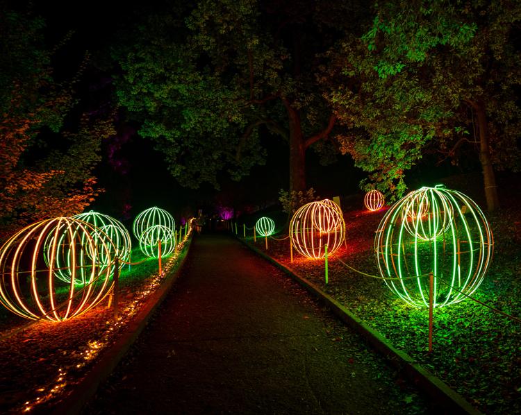 Mostre, prosegue fino al 12 gennaio 'Trame di luce' all'Orto Botanico di Roma