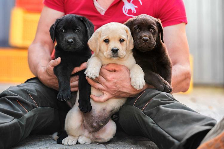 MyLabrador: l’eccellenza nell’allevamento del Labrador Retriever