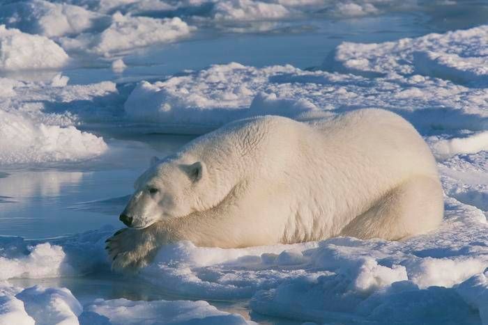 Polar bear and the secret to survive at sub -zero temperatures, which is