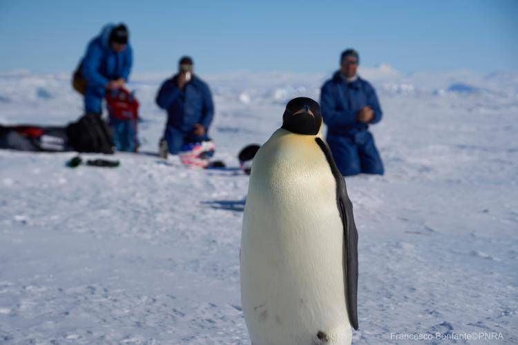 Veterinari italiani in Antartide a caccia dell'influenza aviaria tra le colonie di pinguini