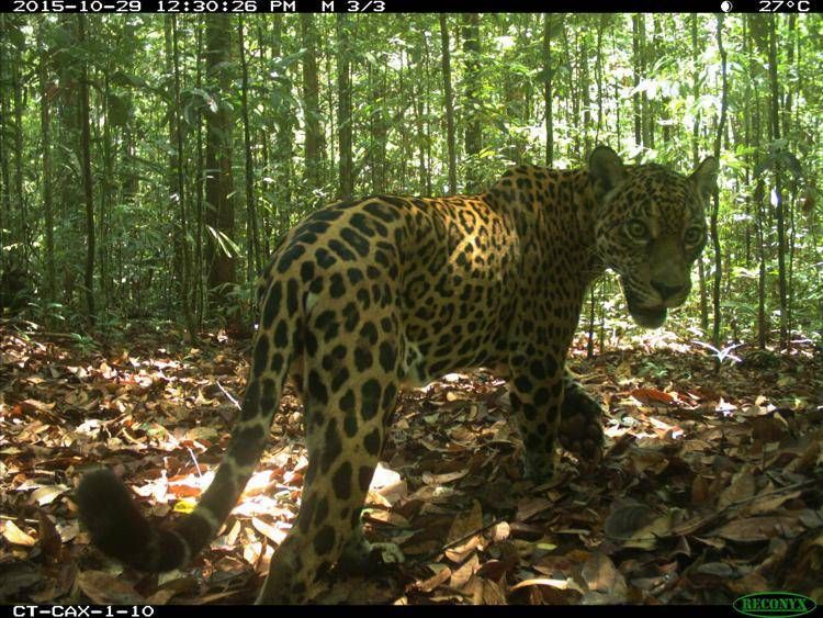 Ricerca, Università di Firenze: meno mammiferi nelle foreste tropicali